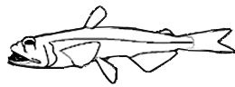 Familia Scopelarchidae.jpg